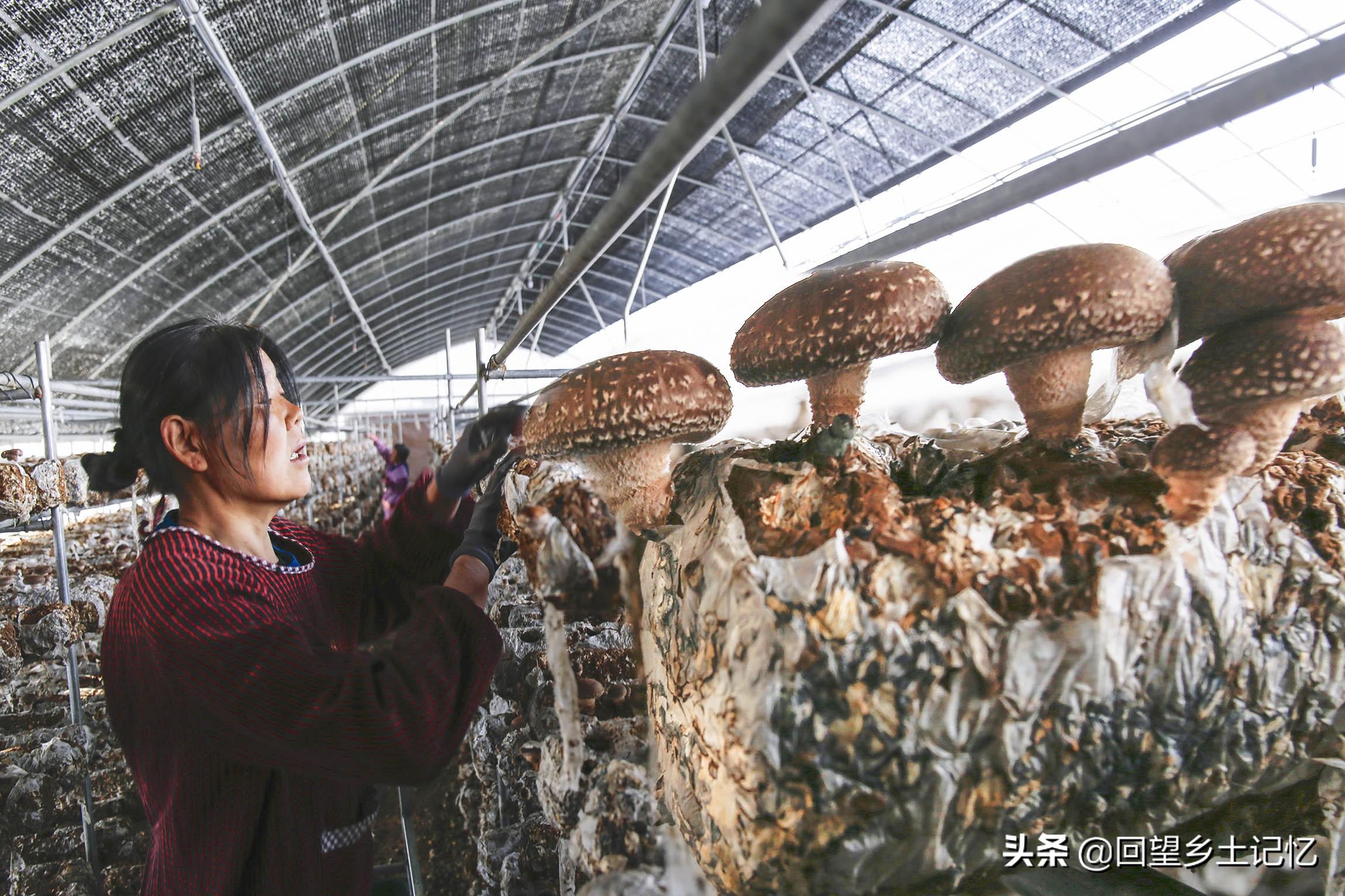 河南昨日新增本土确诊68例(河南昨日新增本土确诊68例是哪里的)